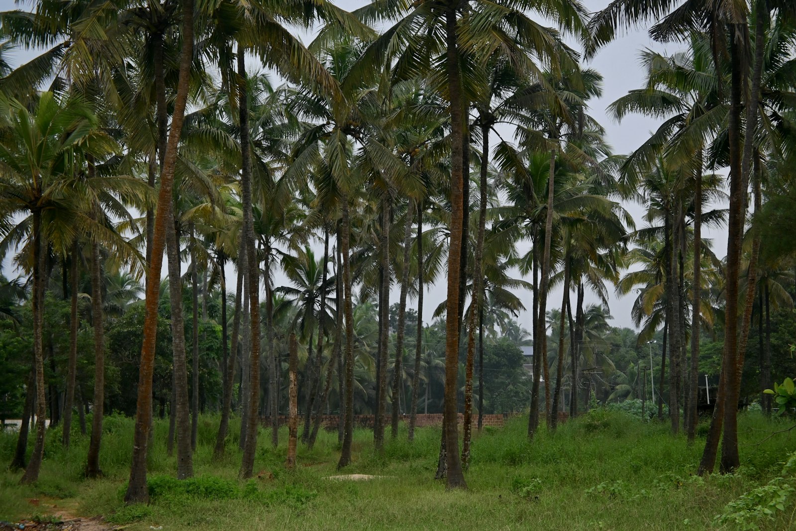 Tall coconut palms growing in a lush green grove