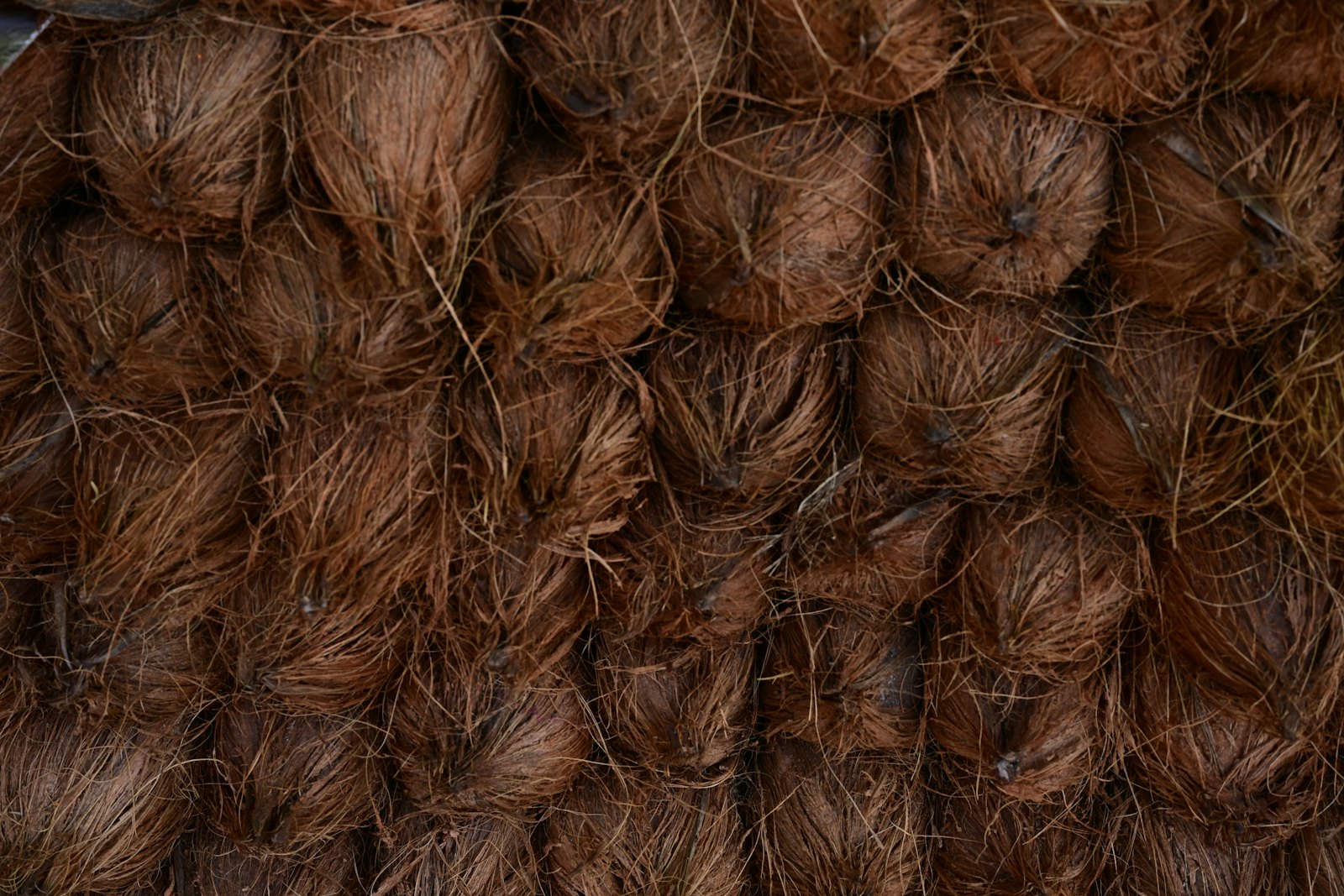 Close-up of dry, brown coconut coir fibres