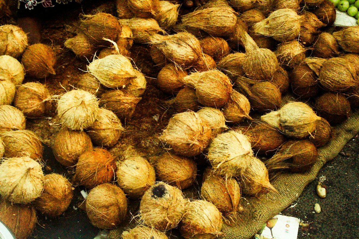 Pile of brown coconuts with their fibrous husks